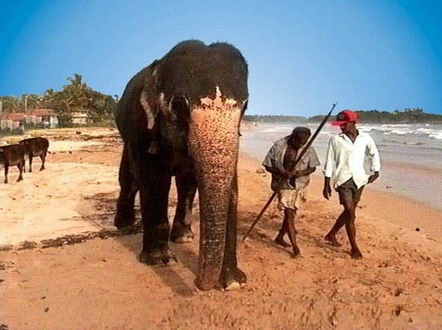 Le tourisme au Sri Lanka au secours des éléphants