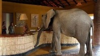 Des éléphants dans le hall pour le plaisir des touristes