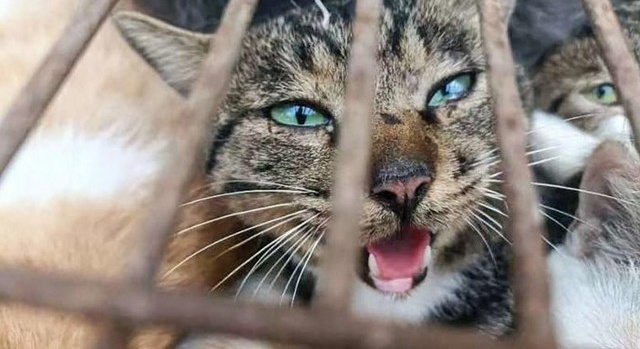 La police chinoise sauve 150 chats destinés à des restaurants locaux